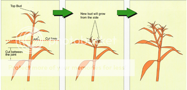 como plantar y podar.guia practica Stemcutting