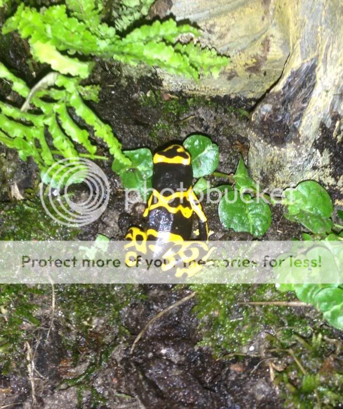 Dendrobates Leucomelas PDF