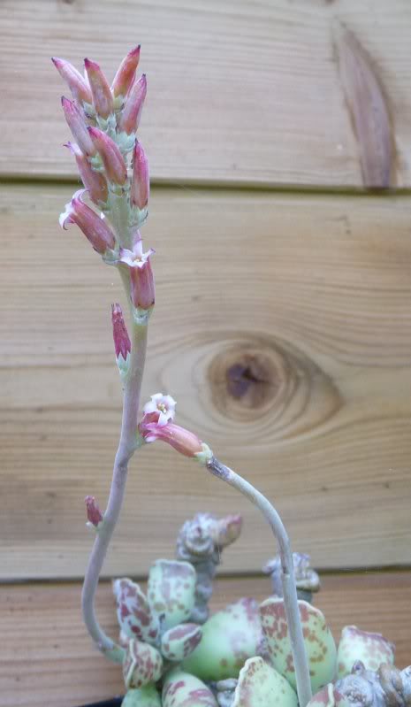 [ Adromischus cooperi  ] la petite dernire de la soire ... Adromischuscooperi006