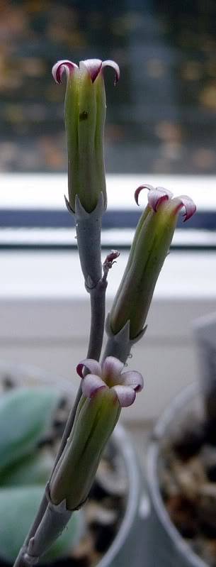 un fleur jolie [ Adromischus ] Adromischusmarianniae0021