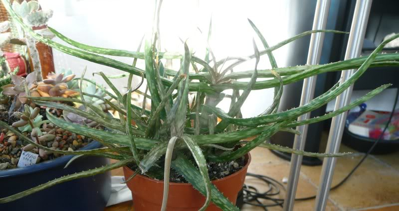 Aloe bakeri Aloebakeri004