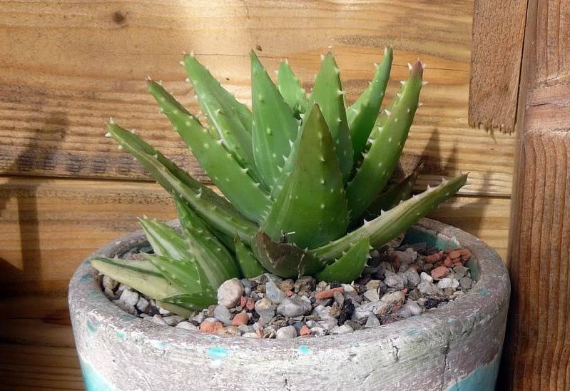 Aloe mitriformis variegata (je pense) Aloemitriformisvariegata0021