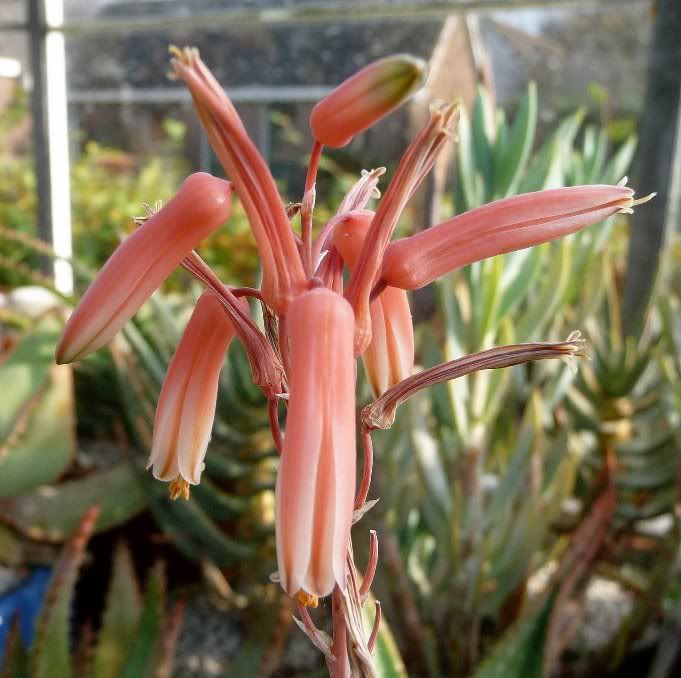 Quelques Aloes inconnue Aloerauhiisnowflake02012