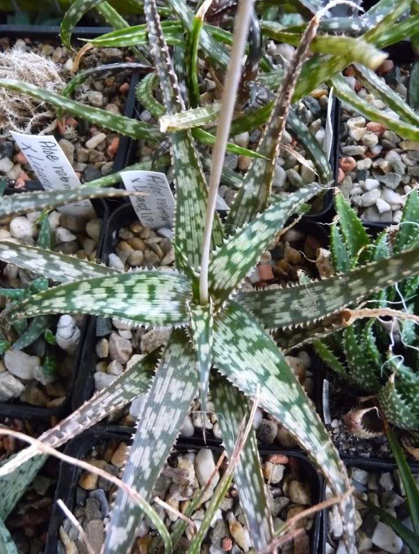 Premiere fleurs d'une Aloe hybride AloerebmaniixLizardLips0021