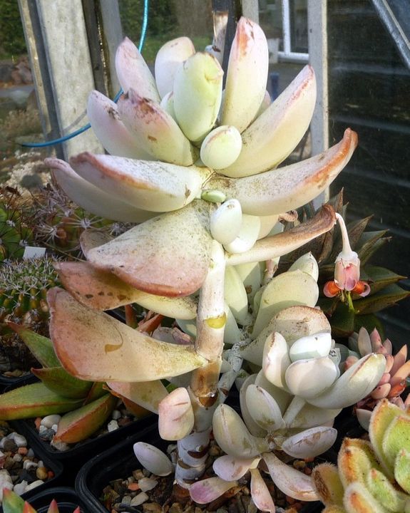 Un dernier Mohican (Cotyledon orbiculata) Cotyledonorbiculata0011