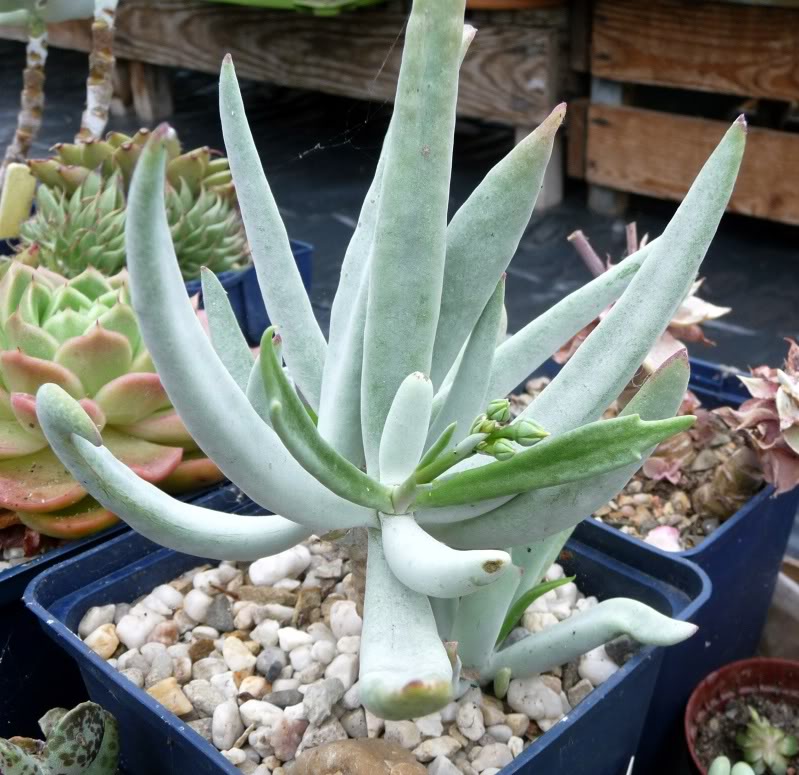 Cotyledon orbiculata var. oblonga cv. Takbos CotyledonorbiculatavaroblongacvTakbos001