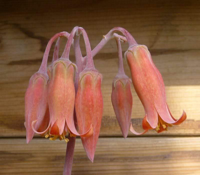 Cotyledon orbiculata var. oblonga cv. Takbos CotyledonorbiculatavaroblongacvTakbos005