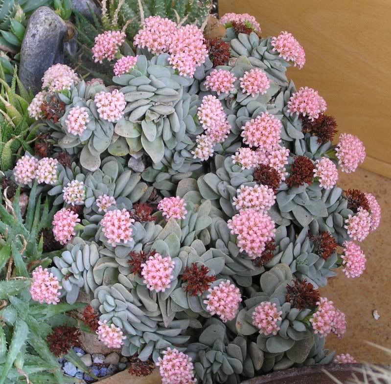 vieillissement des Crassula  CrassulaMorgansBeauty21