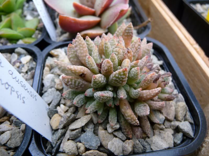 Crassula titanopsis 2009 - 2010 Crassulaausensistitanopsisi0011