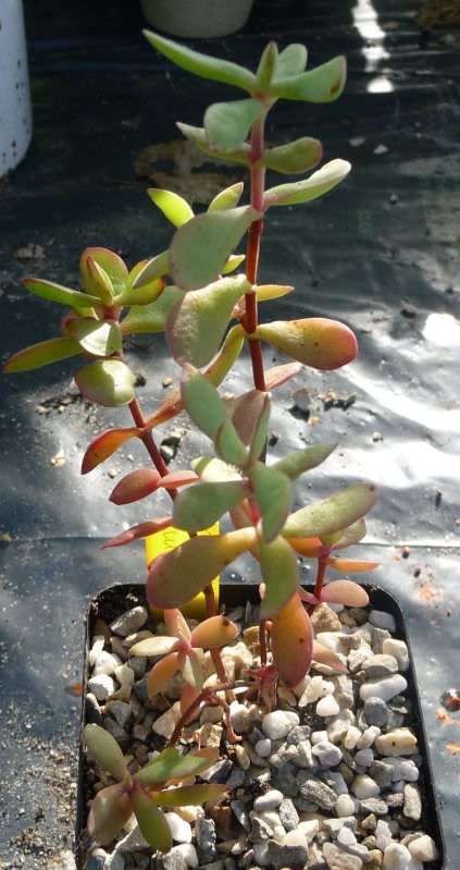 [Crassula cultrata] ? Crassulacultrata002