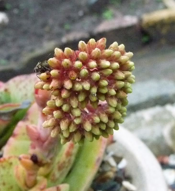 Crassula perfoliata var falcata en pleine floraison Crassulafalcata0051