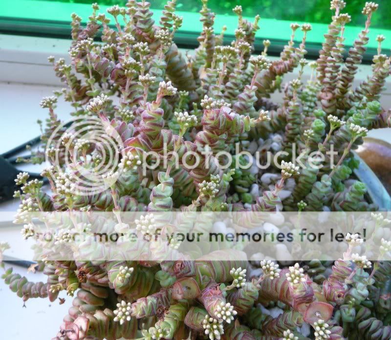 Crassula rupestris Crassularupistres0041-1