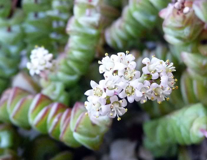 Le plus facile (Crassula rupestris) Crassularupistres00631