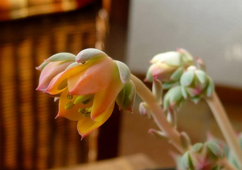 Echeveria 'Claire de lune' EcheveriaClairdelune0031_zps40e0c84d