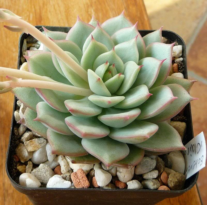 Echeveria 'Claire de lune' EcheveriaClairdelune0041_zps9d0a84a7