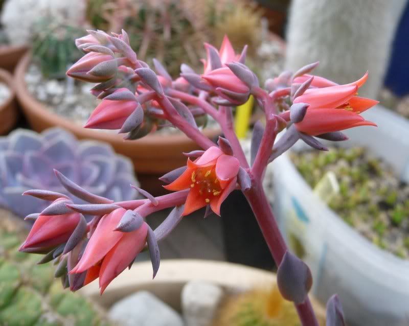 Identif d'une plante en fleur (2 photos en +) EcheveriaPearlvonNrnberg005