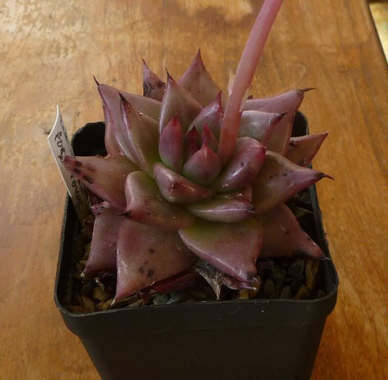 Echeveria agavoides forme rouge Echeveriaagavoidesformerouge001_zpsa16593b1