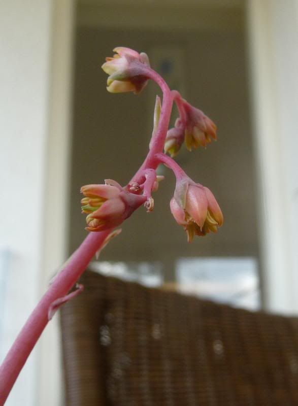 Echeveria agavoides forme rouge Echeveriaagavoidesformerouge002_zps8fbe1a7e