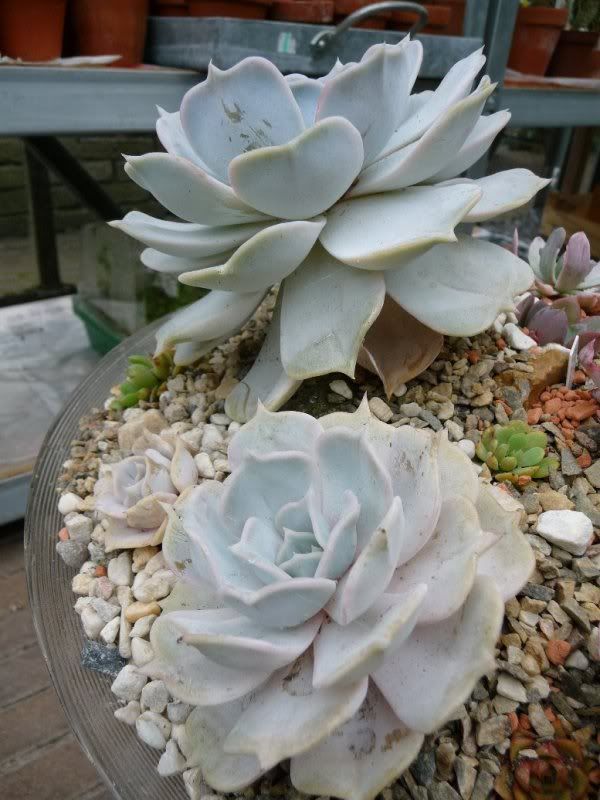 id [ Echeveria  lilacina ] Echeverialilicene001