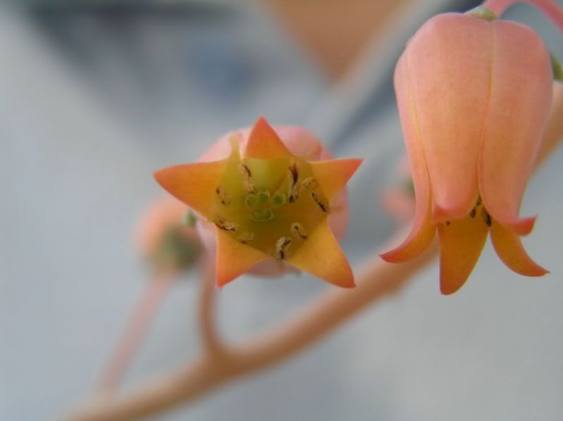 id [ Echeveria  lilacina ] Echeverialilicene002-1