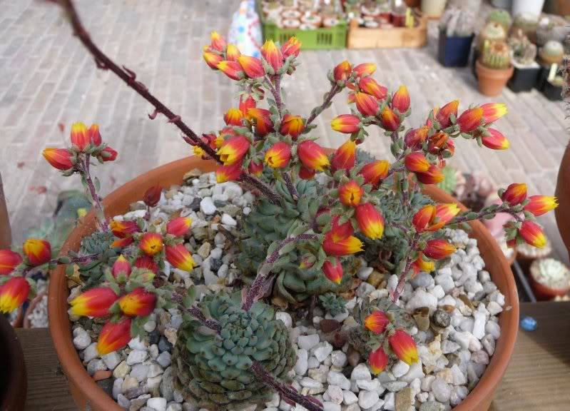 [Echeveria setosa FO 42] en fleur Echeveriasetosademinuta014