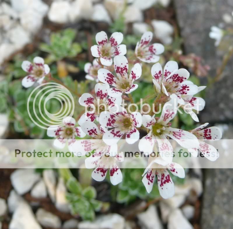 Quelques dans ma rocaille Saxifragasp016