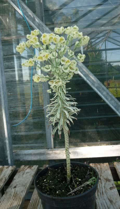 Euphorbia characias 'Tasmanian' EuphorbiacharaciasTasmanian0021