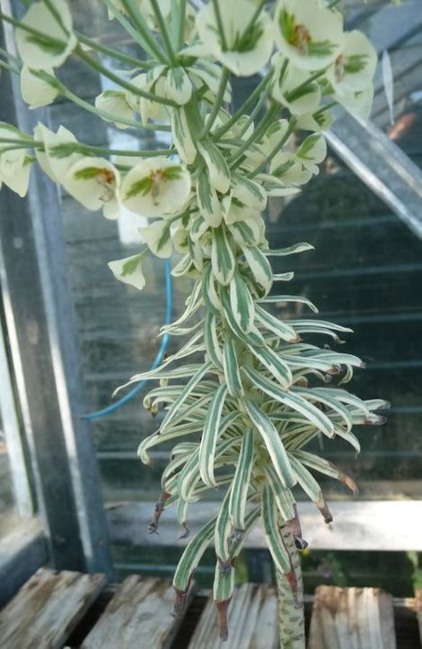 Euphorbia characias 'Tasmanian' EuphorbiacharaciasTasmanian0031