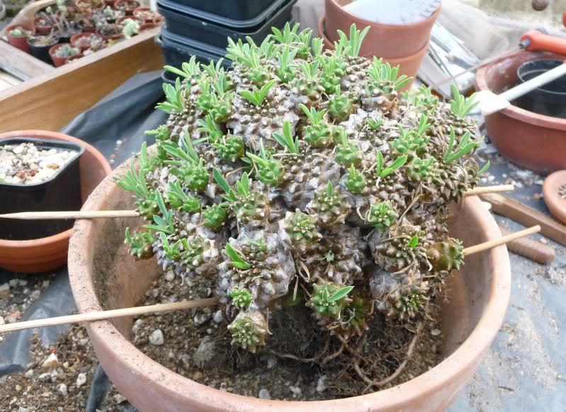Euphorbia japonica Euphorbiajaponica002