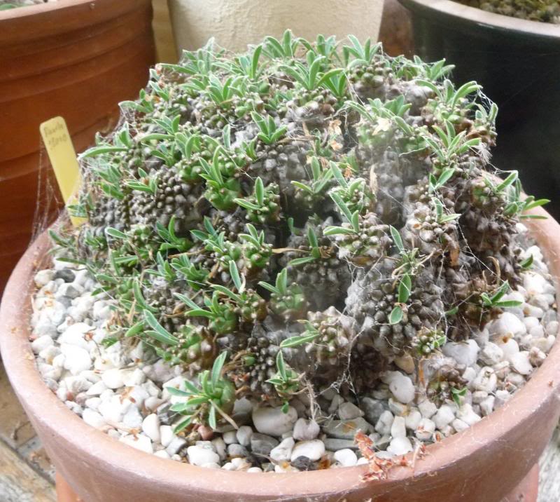 Euphorbia japonica (eh.... 'Gabizan') Euphorbiajaponica0071_zps0e37977d
