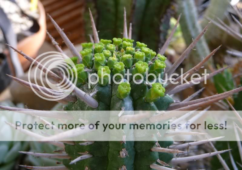 Euphorbia mammilaris Euphorbiamammilaris008