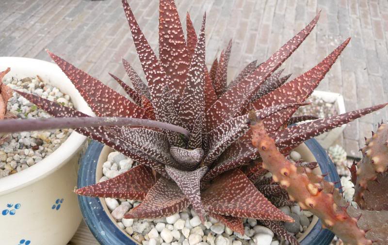 Gasterworthia 'Royal Highness' GasterhaworthiaRoyalHighness005_zps27a96f9f