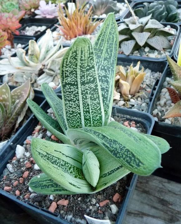 ID Gasteria svp GasteriaGreenIce00111