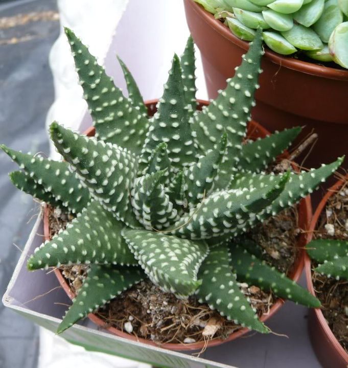 Haworthia id svp Haworthiaattenuatasp005