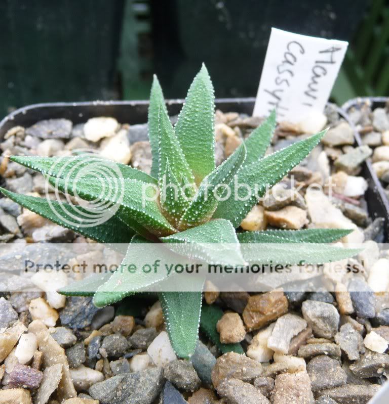 Haworthia casytha Haworthiacassytha001