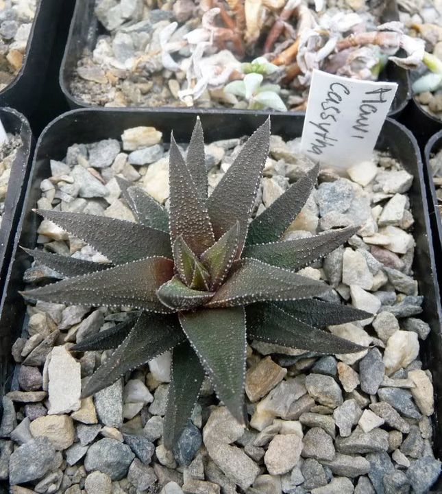 Hawortia casytha - Haworthia casytha Haworthiacassytha00211