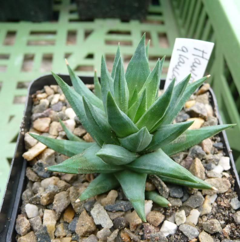 Deux fois Haworthia glauca Haworthiaglauca002