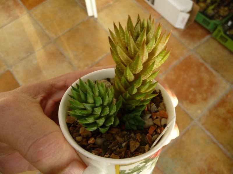 Deux fois Haworthia glauca Haworthiaglaucavarherrei005-1