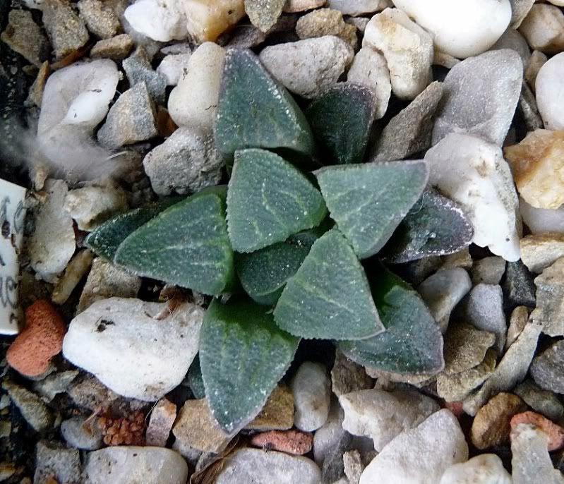 Haworthia pygmaeum var pygmaeum Haworthiapygmaeumvarpygmaeum004