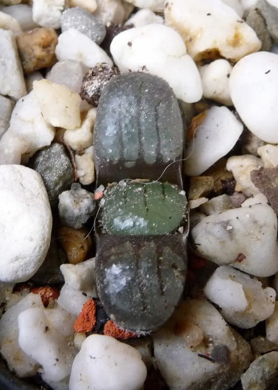 Haworthia springbokvlakensis Haworthiasprinbokvlakensis0021