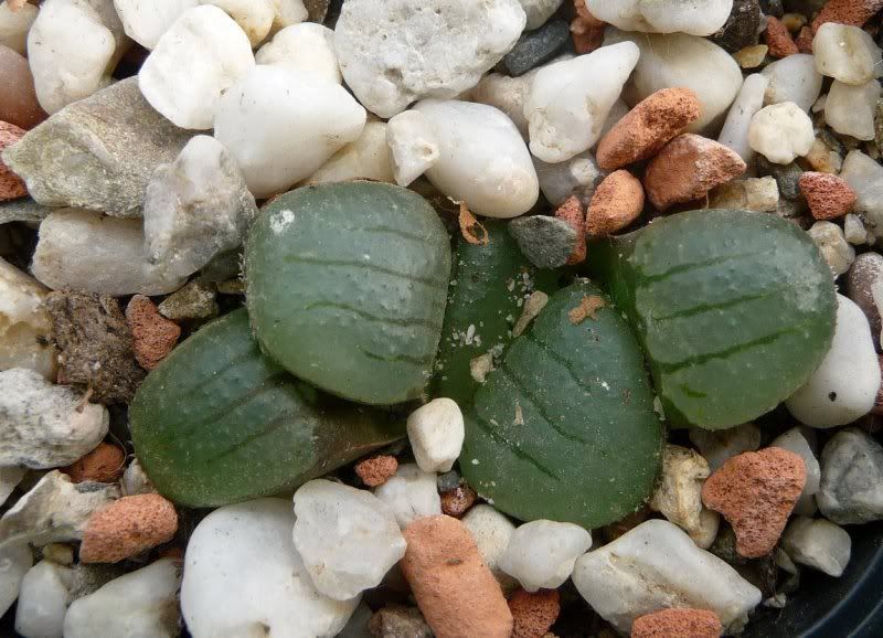 Haworthia springbokvlakensis Haworthiasprinbokvlakensis00411