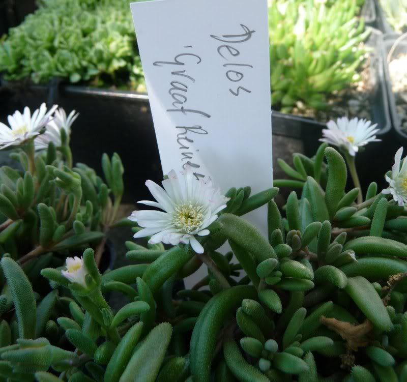 Delosperma 'Graaf Reinet' DelospermaGraafReinet0011