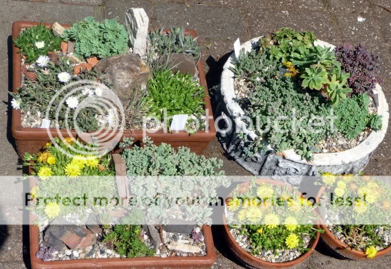 Quelques pots de Mesembs et Sedums Zon22mei00211