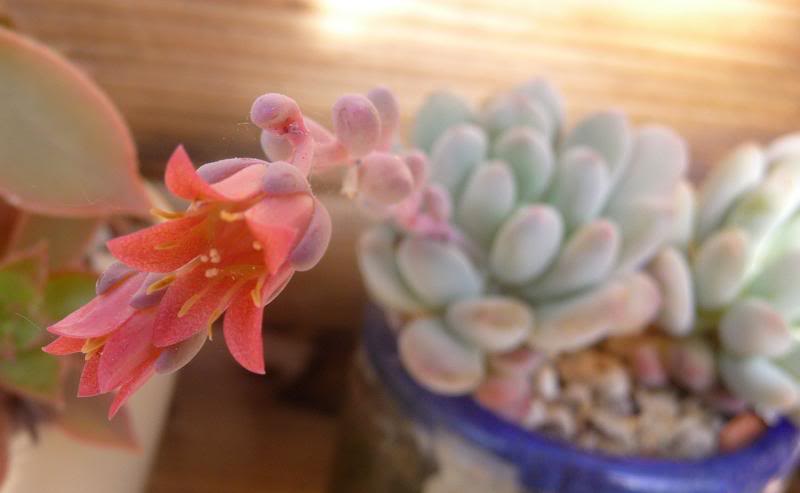 Pachyphytum clavifolia Pachyphytumbracteosum0081_zps7ff5fe0c