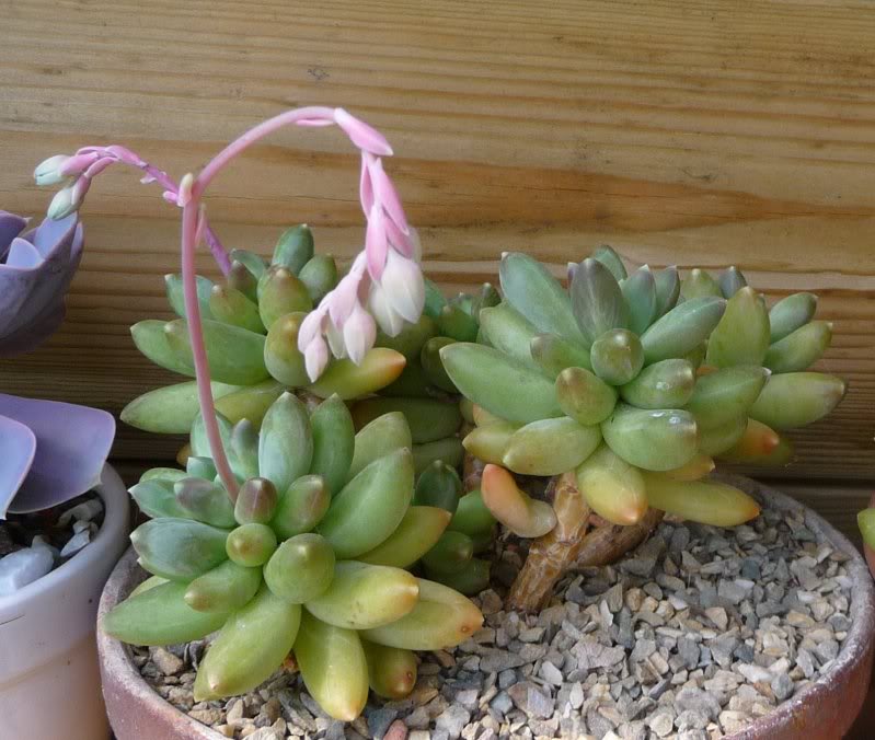 [ Pachyphytum compactum ] Pachyphytumcompactum005