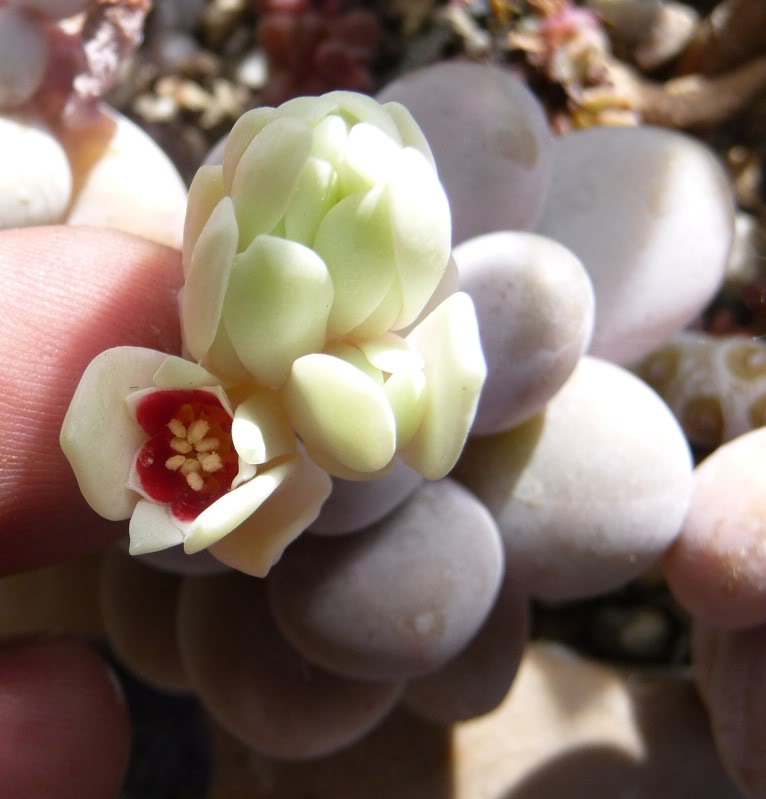 [Pachyphytum oviferum] en fleurs Pachyphytumoviferum0031