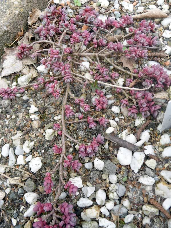 Sedum cauticola 'Lidakense'  SedumcauticolumLidakense014