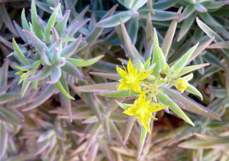 [Sedum lineare fa variegata] ID Sedum panach? Sedumlinearevar0051