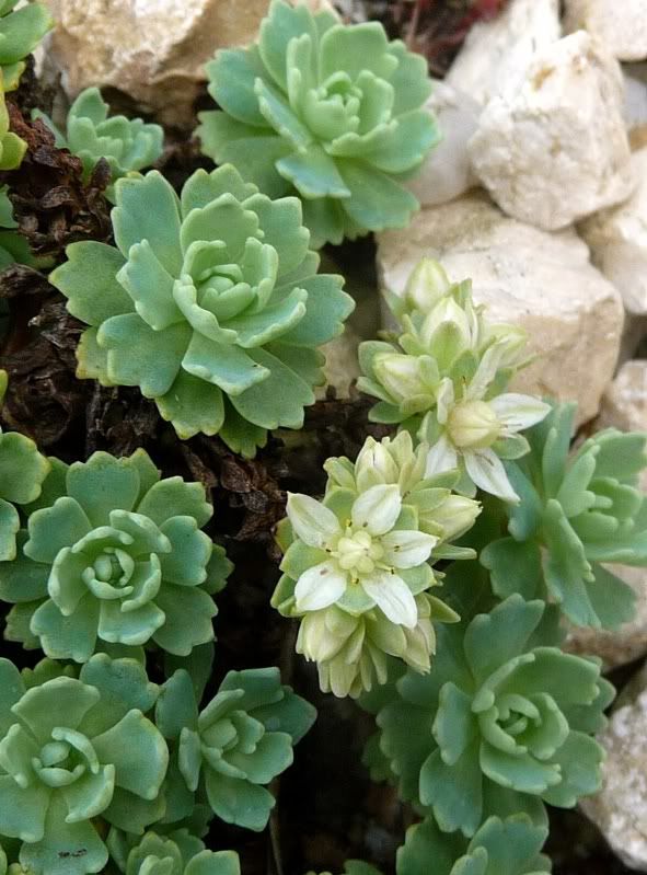 Sedum pachyclados Sedumpachyclados0041