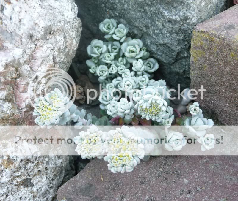 Sedum spathulifolium "Cape Blanco''   SedumspathulifoliumCapeBlanco0171